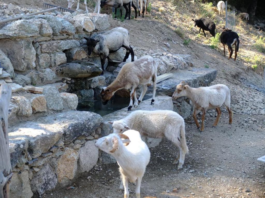 Les Bergeries Le figuier (Omessa)