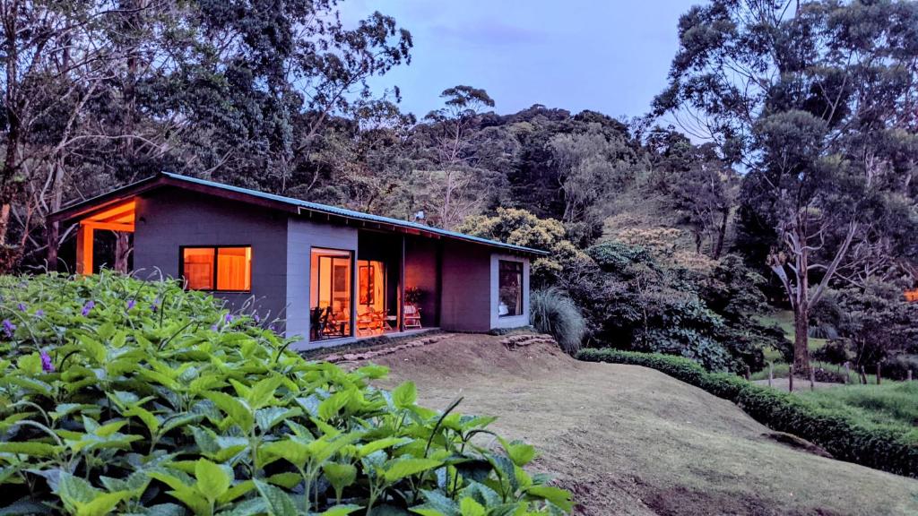 Olingo Monteverde