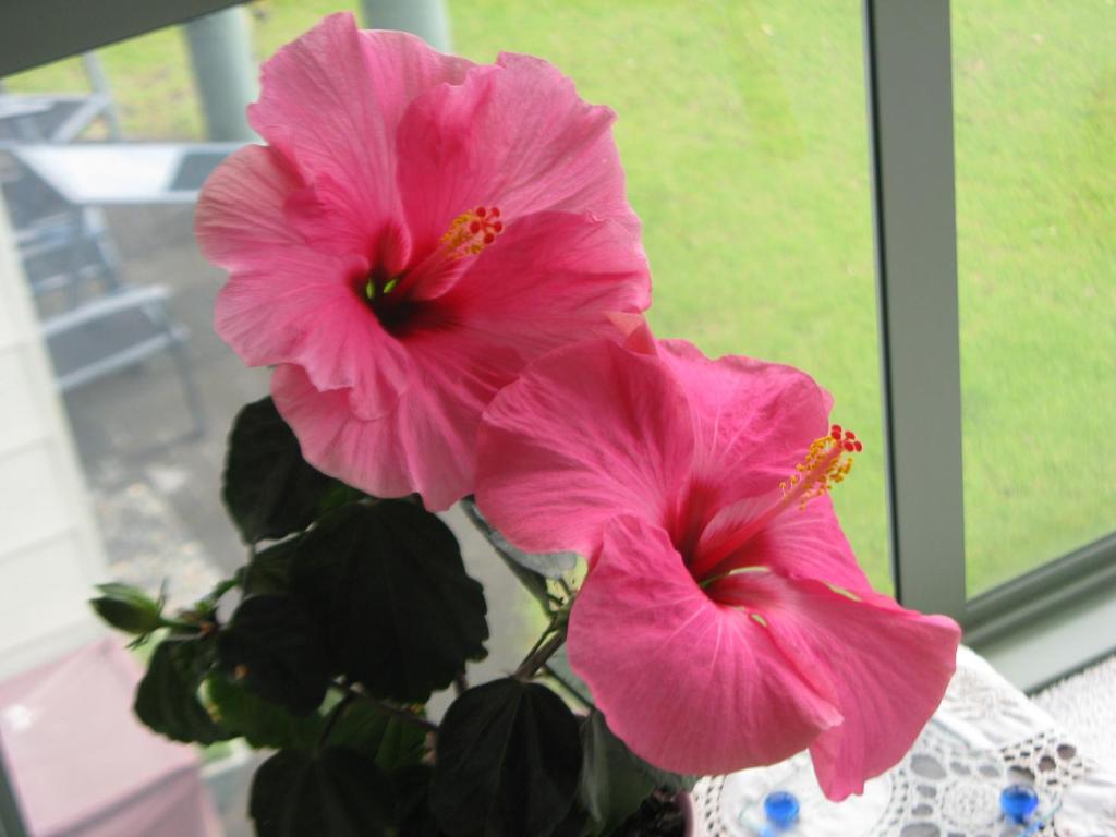 Hibiscus Bed & Breakfast (Waihi Beach)