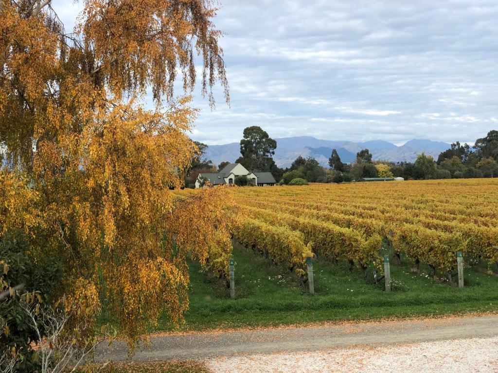 Vineyard Cottage in Blenheim on the Golden Mile