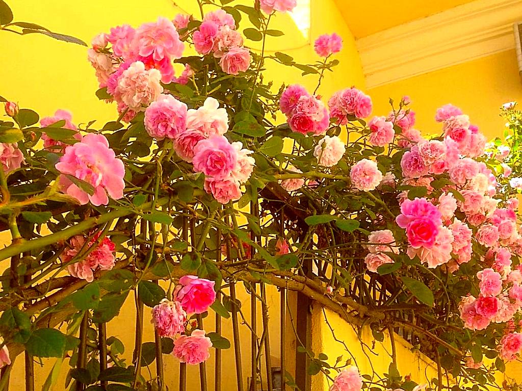 B&B Maison Rosetta IUN-E4948