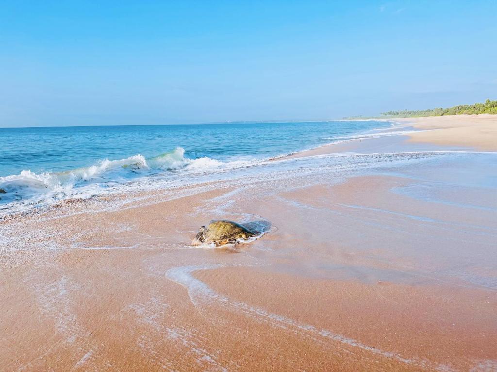Shine Wave Turtle Beach